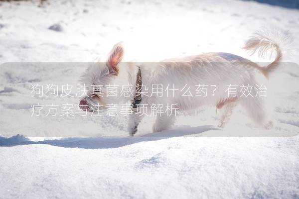 狗狗皮膚真菌感染用什么藥？有效治療方案與注意事項解析