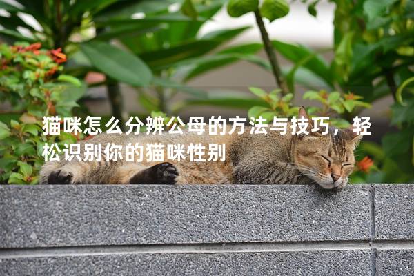 貓咪怎么分辨公母的方法與技巧，輕松識別你的貓咪性別