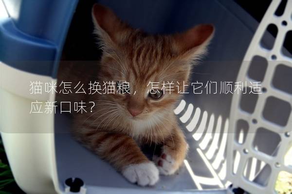 貓咪怎么換貓糧，怎樣讓它們順利適應(yīng)新口味？