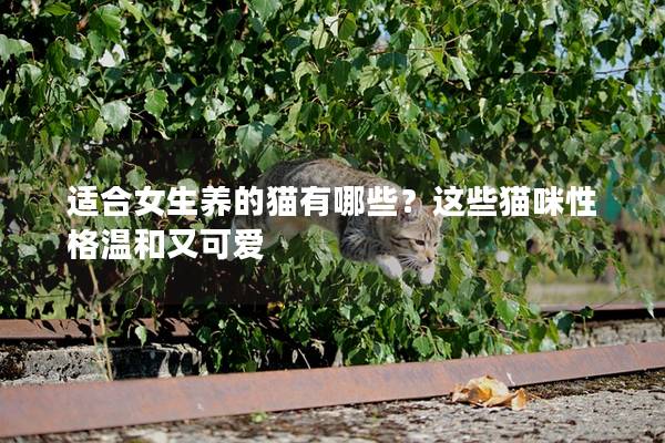 適合女生養的貓有哪些？這些貓咪性格溫和又可愛