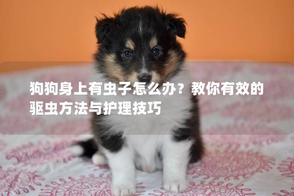 狗狗身上有蟲子怎么辦？教你有效的驅蟲方法與護理技巧