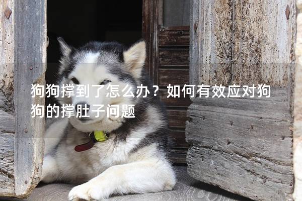 狗狗撐到了怎么辦？如何有效應對狗狗的撐肚子問題