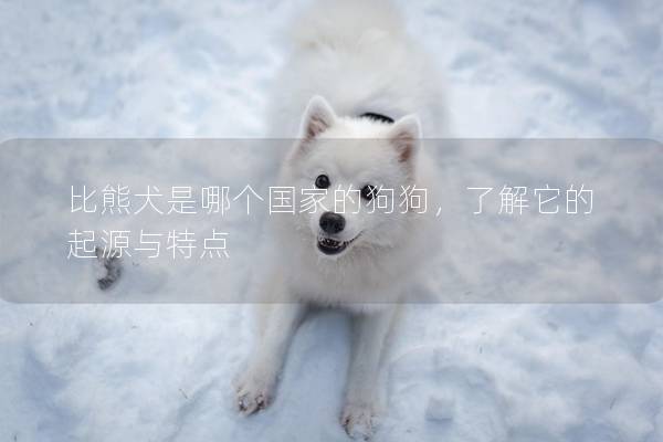比熊犬是哪個國家的狗狗，了解它的起源與特點