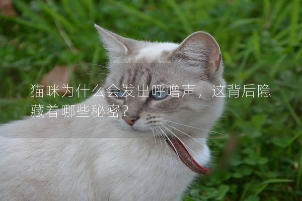 貓咪為什么會發出呼嚕聲，這背后隱藏著哪些秘密？