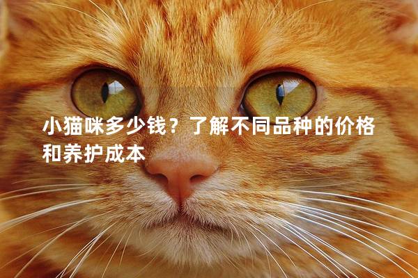 小貓咪多少錢？了解不同品種的價格和養護成本