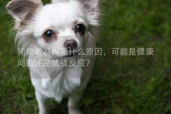 狗狗老發(fā)抖是什么原因，可能是健康問(wèn)題還是情緒反應(yīng)？