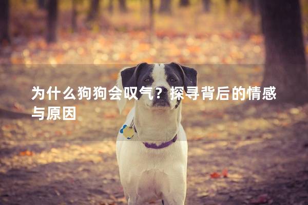 為什么狗狗會(huì)嘆氣？探尋背后的情感與原因