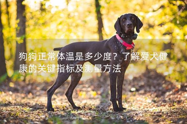 狗狗正常體溫是多少度？了解愛犬健康的關鍵指標及測量方法