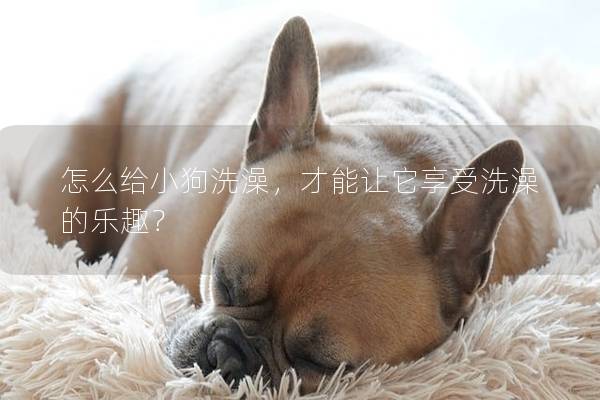 怎么給小狗洗澡，才能讓它享受洗澡的樂趣？