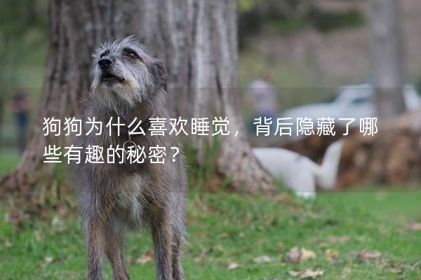 狗狗為什么喜歡睡覺(jué)，背后隱藏了哪些有趣的秘密？