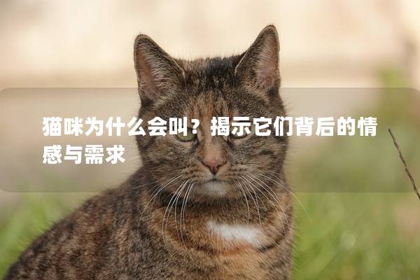 貓咪為什么會(huì)叫？揭示它們背后的情感與需求