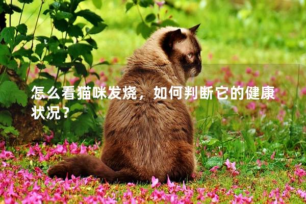 怎么看貓咪發燒，如何判斷它的健康狀況？