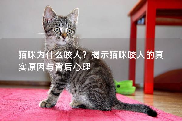 貓咪為什么咬人？揭示貓咪咬人的真實原因與背后心理