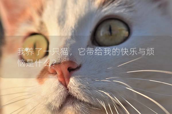 我養了一只貓，它帶給我的快樂與煩惱是什么？