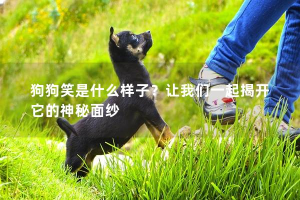 狗狗笑是什么樣子？讓我們一起揭開它的神秘面紗
