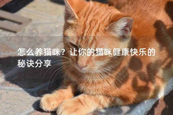 怎么養(yǎng)貓咪？讓你的貓咪健康快樂的秘訣分享