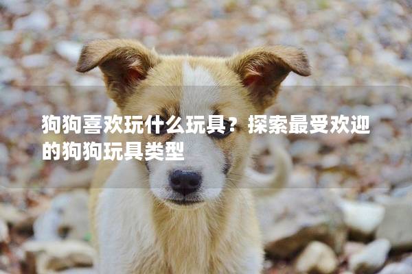 狗狗喜歡玩什么玩具？探索最受歡迎的狗狗玩具類型