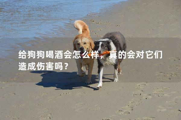 給狗狗喝酒會怎么樣，真的會對它們造成傷害嗎？