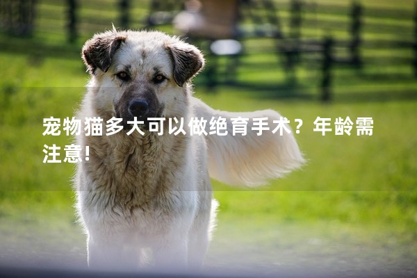 寵物貓多大可以做絕育手術(shù)？年齡需注意!