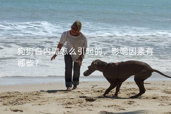 狗狗白內障怎么引起的，影響因素有哪些？