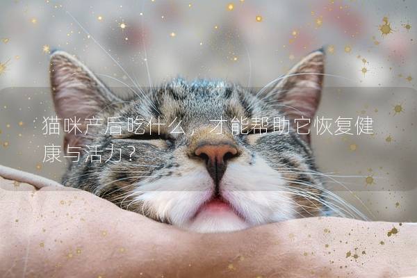 貓咪產(chǎn)后吃什么，才能幫助它恢復(fù)健康與活力？
