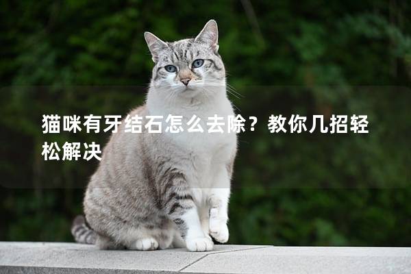 貓咪有牙結石怎么去除？教你幾招輕松解決