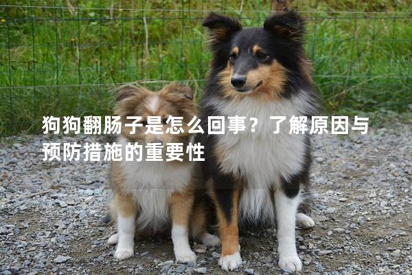 狗狗翻腸子是怎么回事？了解原因與預防措施的重要性