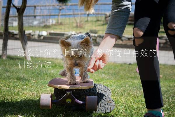 怎么讓狗狗上廁所，教你簡單有效的訓練方法