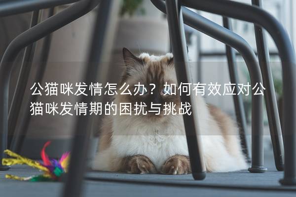 公貓咪發情怎么辦？如何有效應對公貓咪發情期的困擾與挑戰