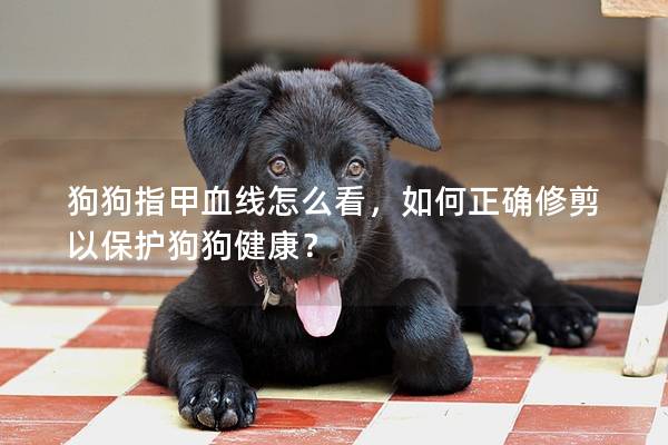 狗狗指甲血線怎么看，如何正確修剪以保護狗狗健康？