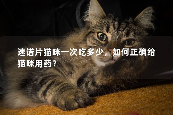 速諾片貓咪一次吃多少，如何正確給貓咪用藥？
