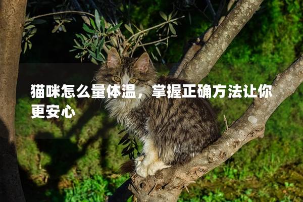 貓咪怎么量體溫，掌握正確方法讓你更安心