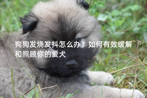 狗狗發燒發抖怎么辦？如何有效緩解和照顧你的愛犬