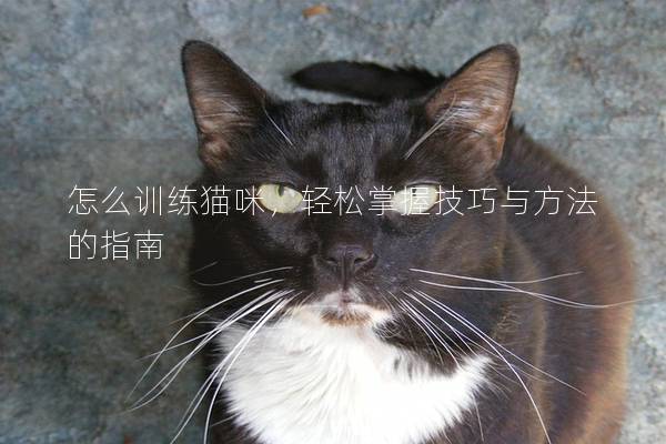 怎么訓練貓咪，輕松掌握技巧與方法的指南