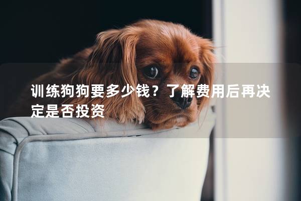 訓(xùn)練狗狗要多少錢？了解費用后再決定是否投資