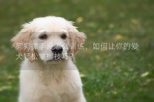 狗狗撒手沒怎么訓練，如何讓你的愛犬輕松掌握技巧？