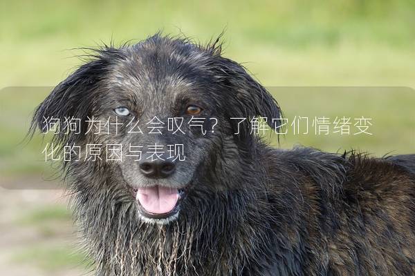狗狗為什么會嘆氣？了解它們情緒變化的原因與表現