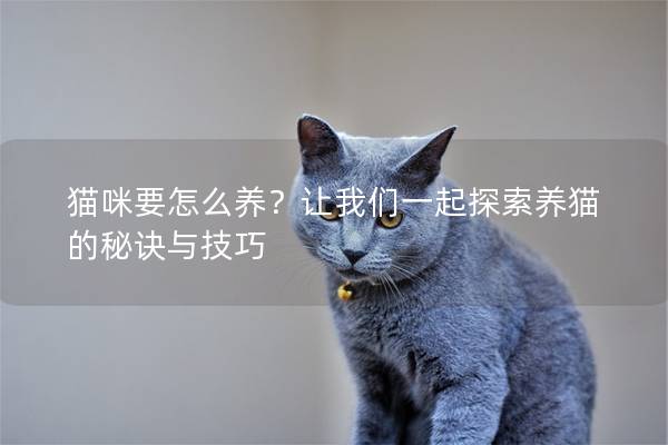 貓咪要怎么養？讓我們一起探索養貓的秘訣與技巧
