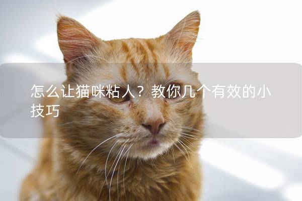 怎么讓貓咪粘人？教你幾個有效的小技巧