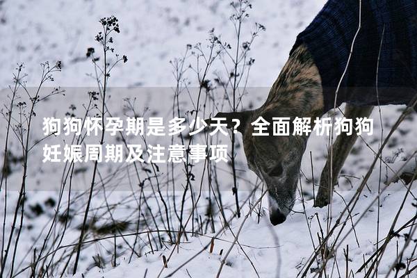 狗狗懷孕期是多少天？全面解析狗狗妊娠周期及注意事項(xiàng)