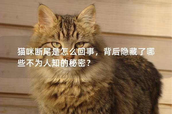 貓咪斷尾是怎么回事，背后隱藏了哪些不為人知的秘密？