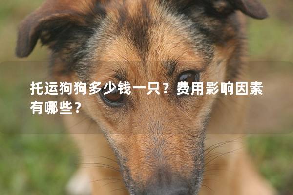 托運狗狗多少錢一只?費用影響因素有哪些? 托運狗狗多少錢一只?費用影響因素有哪些?