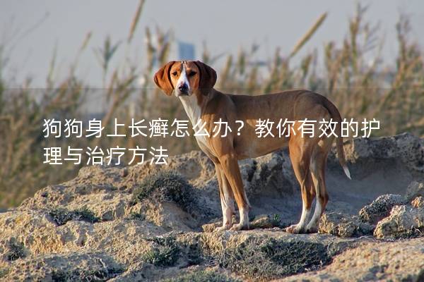 狗狗身上長癬怎么辦？教你有效的護(hù)理與治療方法