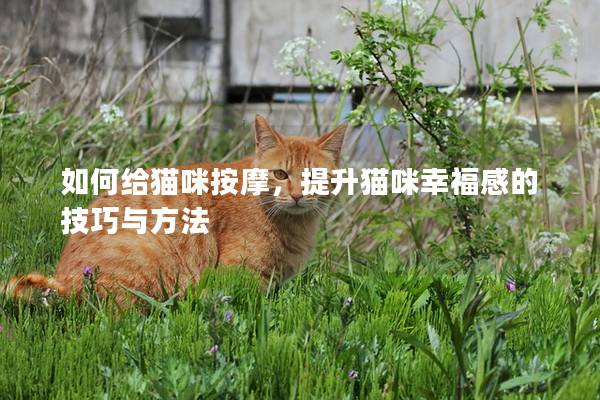 如何給貓咪按摩，提升貓咪幸福感的技巧與方法