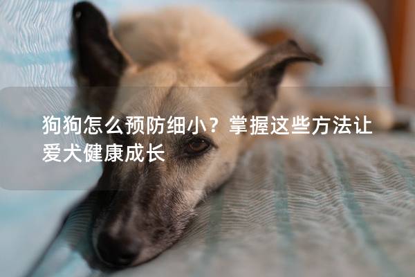 狗狗怎么預防細小？掌握這些方法讓愛犬健康成長