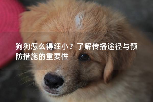 狗狗怎么得細小？了解傳播途徑與預防措施的重要性