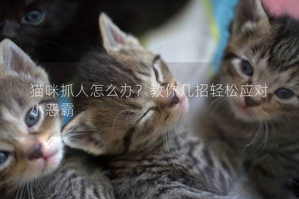 貓咪抓人怎么辦？教你幾招輕松應對小惡霸
