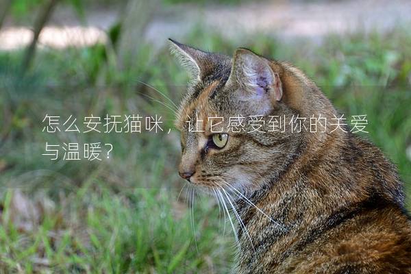 怎么安撫貓咪，讓它感受到你的關(guān)愛與溫暖？