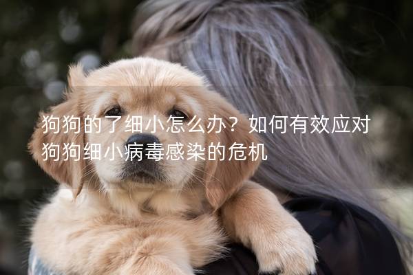 狗狗的了細小怎么辦？如何有效應對狗狗細小病毒感染的危機