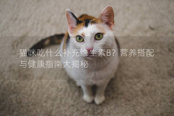 貓咪吃什么補(bǔ)充維生素B？營養(yǎng)搭配與健康指南大揭秘